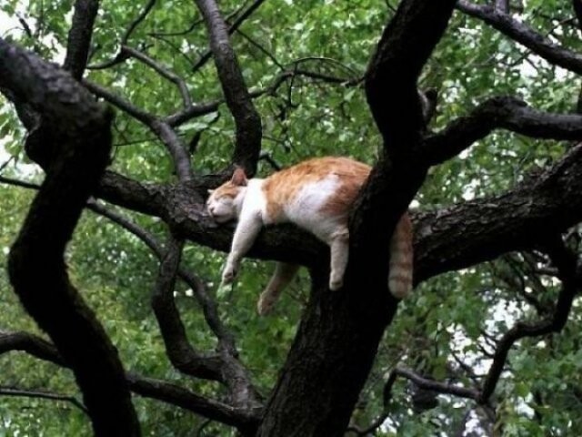Кошки, которые умеют спать на деревьях (30 фото)