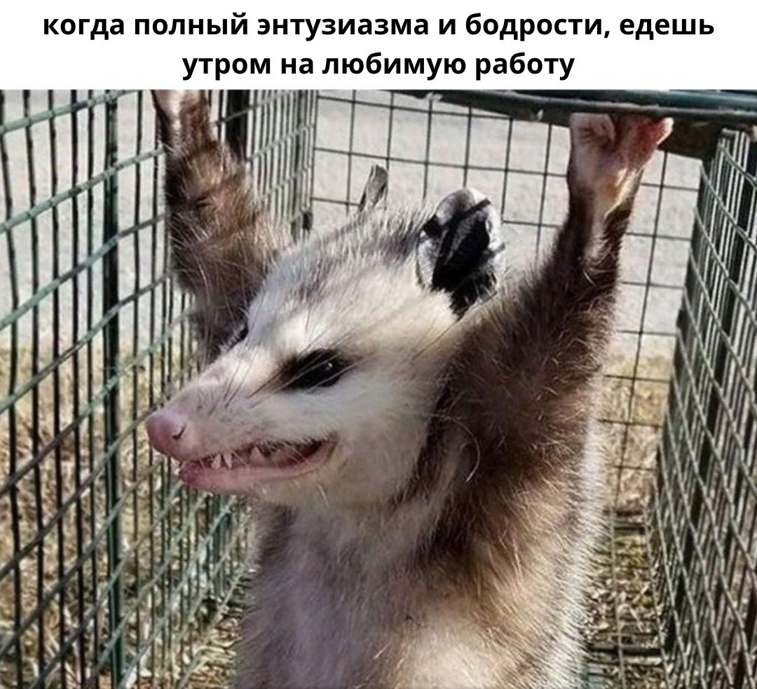 Свежие фото-приколы для всех (30 шт)