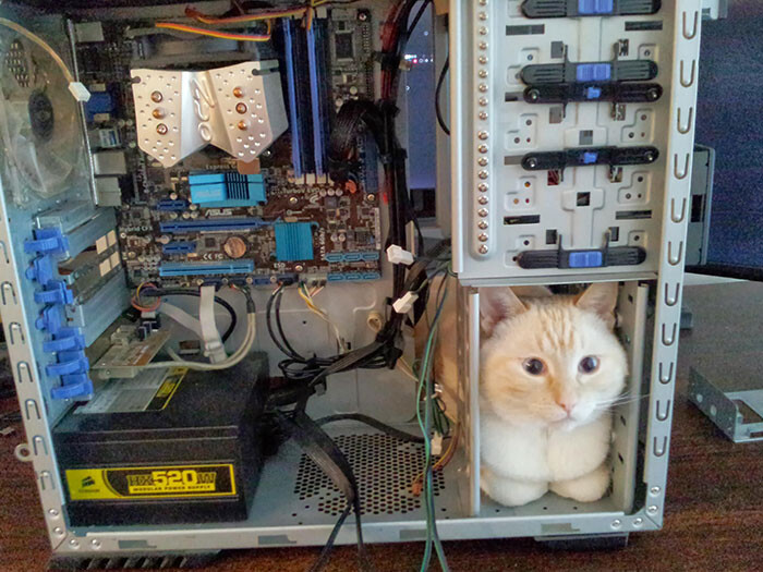 Ещё 27 фотографий с животными, которые могут поместиться везде