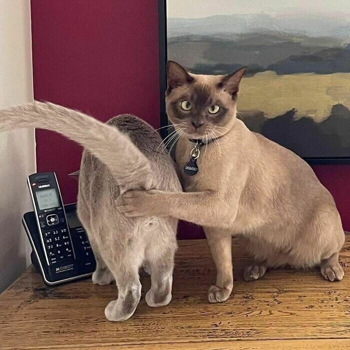 Случайные фотографии, которые не имеют особого смысла, но вызывают улыбку (18 фото)