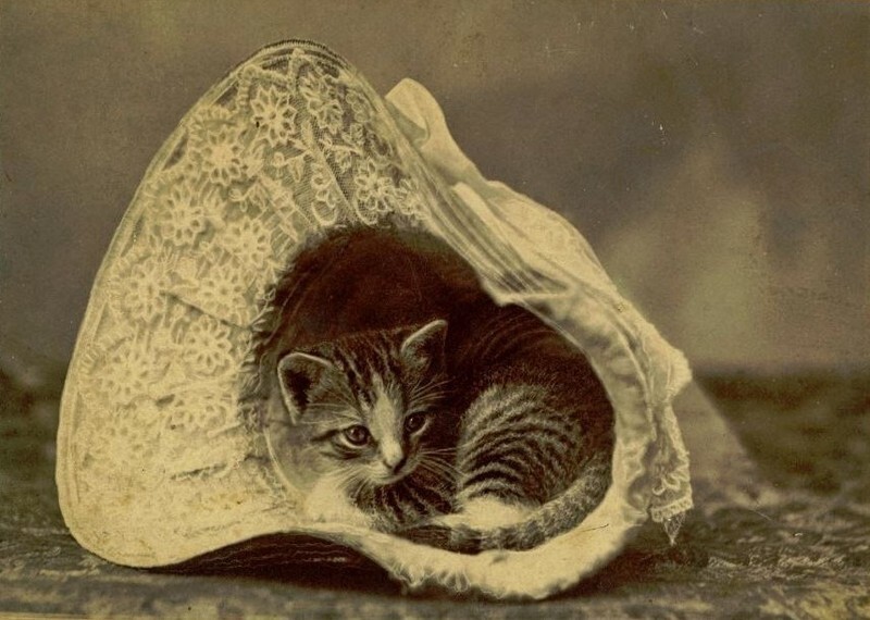 Ретрофотографии с котиками (17 фото)