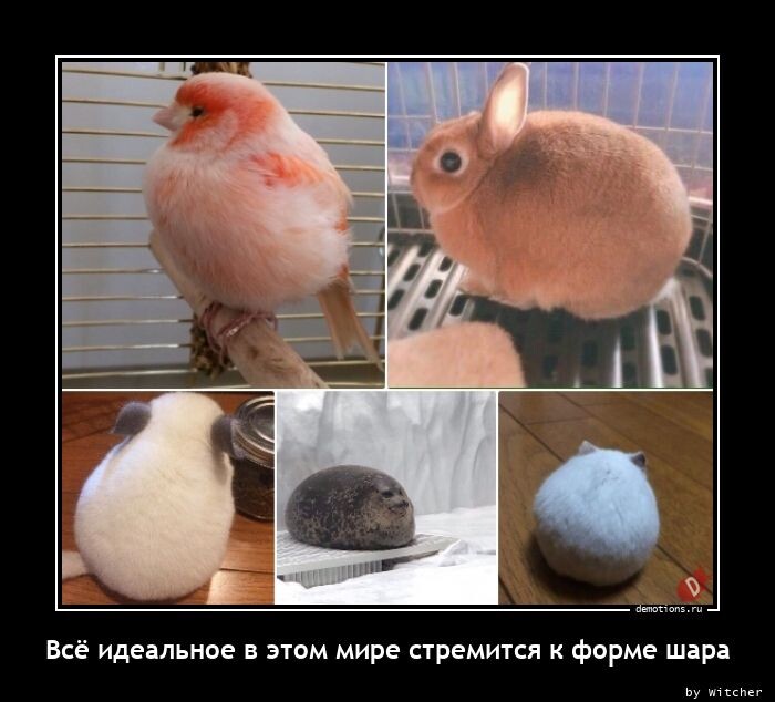 Демотиваторы для настроения (12 фото)