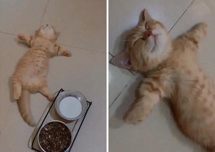 Котики для позитива и хорошего настроения (35 фото)