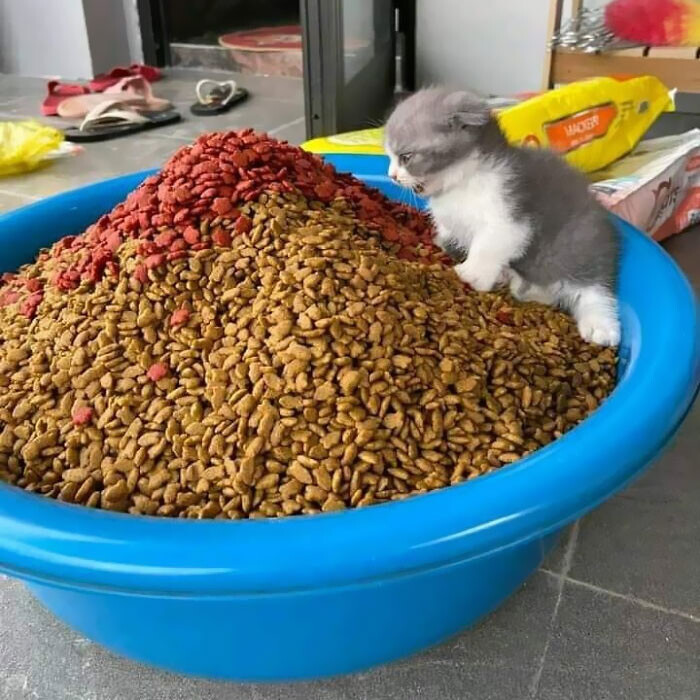 Фотографии животных, которые нужно увидеть (24 фото)