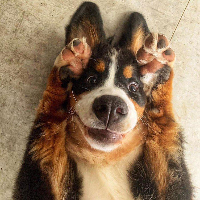Забавных пёселей вам в ленту! (26 фото)