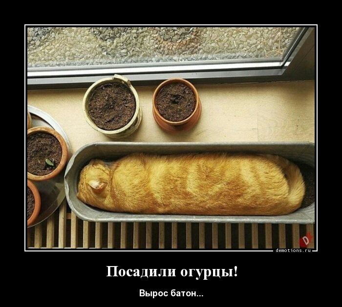Демотиваторы для хорошего настроения (15 фото)