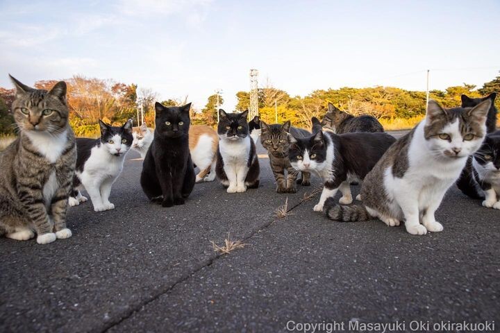 Японские уличные кошки через объектив фотографа Масаюки Оки (28 фото)