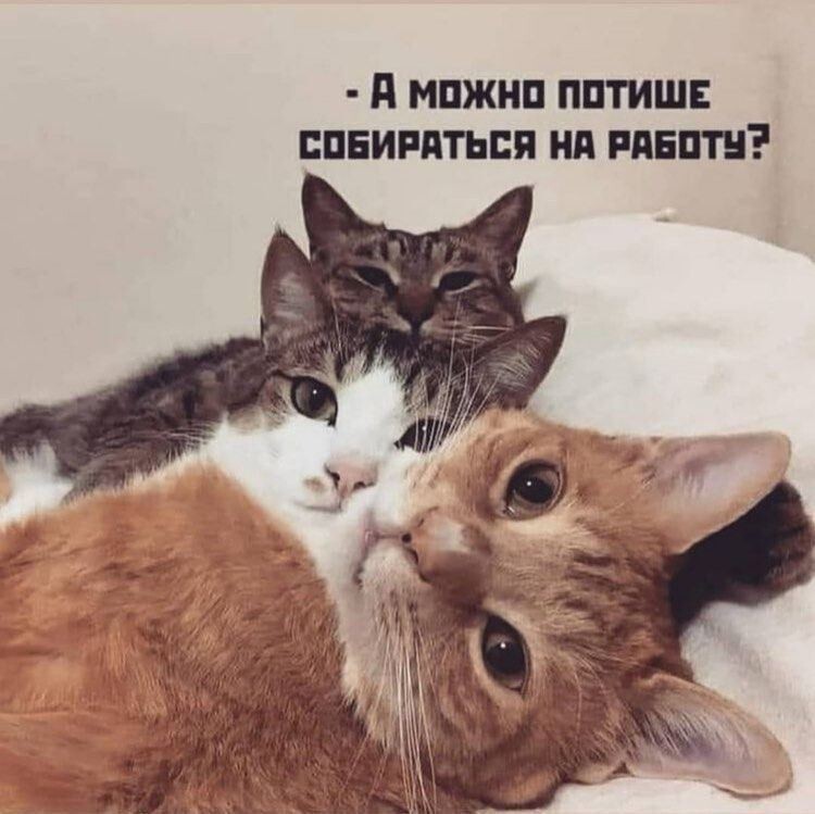 Прикольные мемы (23 фото)