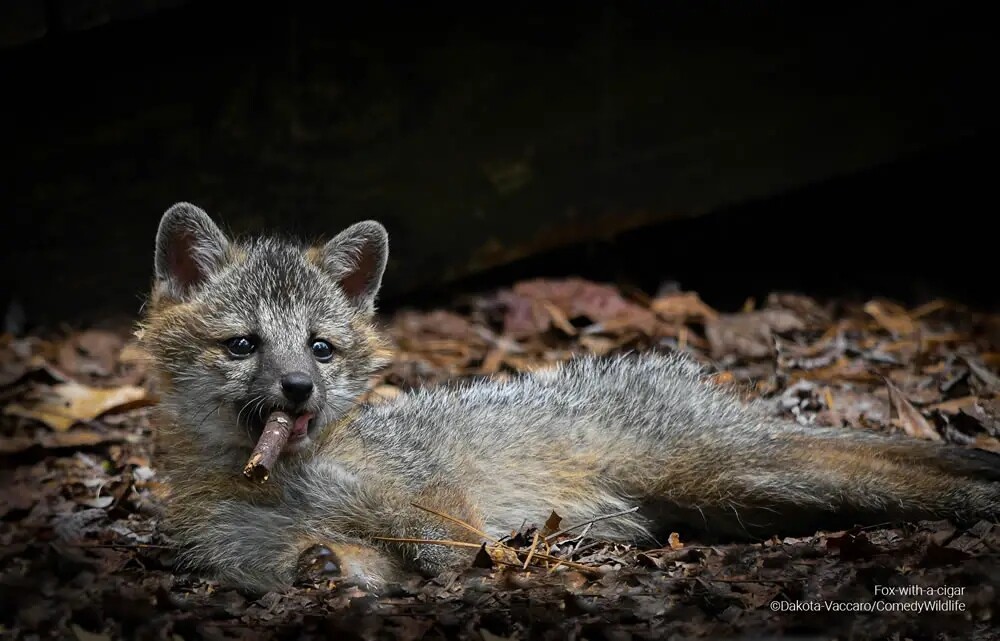 Финалисты конкурса на самую смешную фотографию дикой природы Comedy Wildlife Photography Awards 2023 (41 фото)