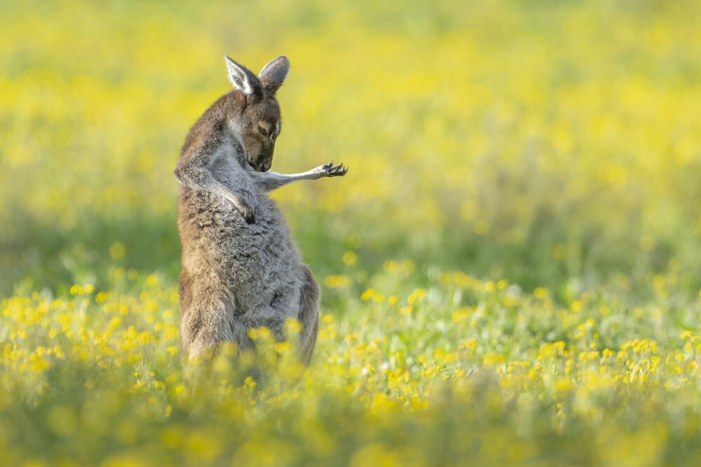 Уморительные фотографии-победители конкурса Comedy Wildlife Photography Awards 2023 (15 фото)