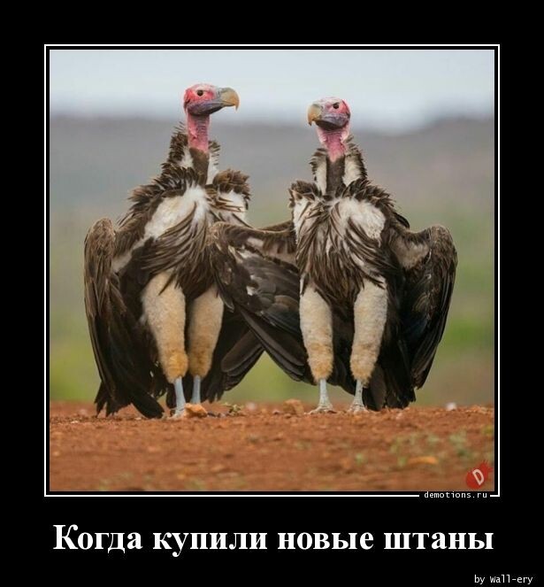Демотиваторы-приколы: "Стемнело… пора!" (15 фото)