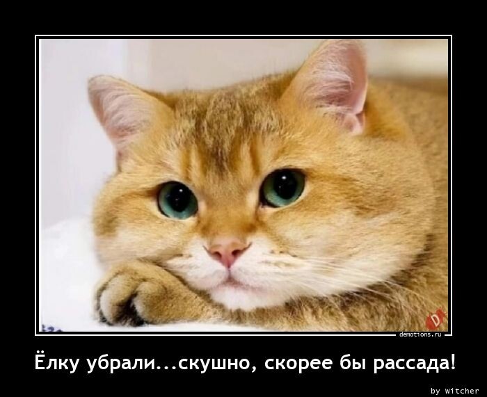 Демотиваторы дня: "Ёлку убрали…" (16 фото)