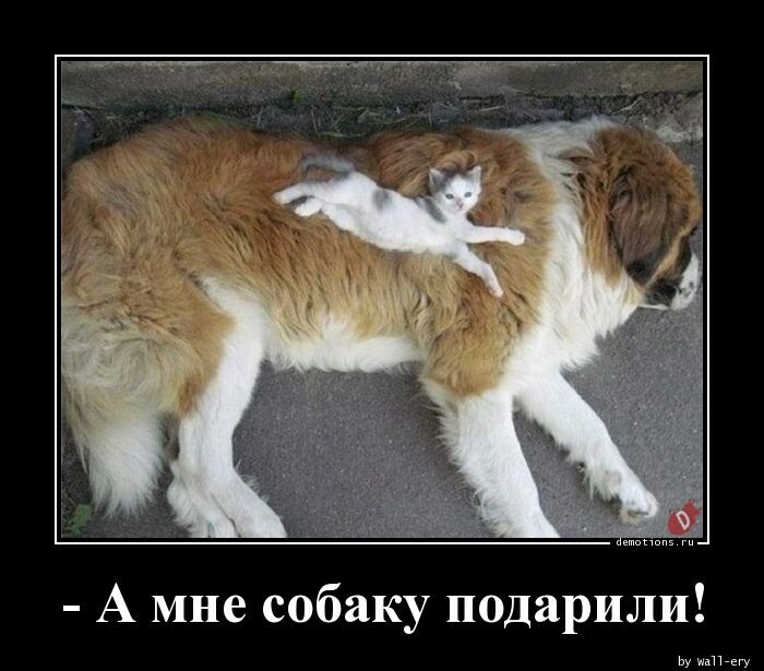 Демотиваторы-приколы: "А мне собаку подарили…" (16 фото)