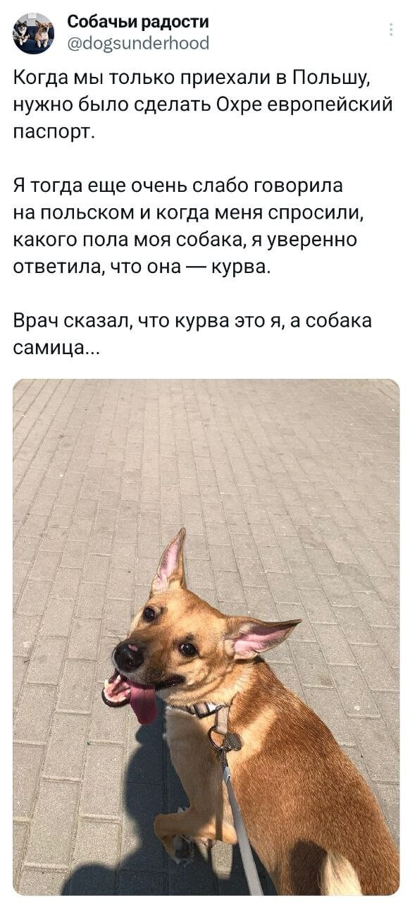 Смешные твиты: "Я не хочу умирать под Киркорова" (23 фото)