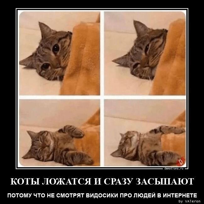 Демотиваторы для пятничного настроения: "Коты сложатся и сразу засыпают…" (14 фото)