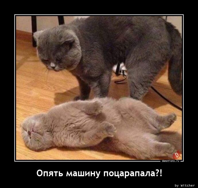 Демотиваторы-приколы: "Опять машину поцарапала?" (17 фото)