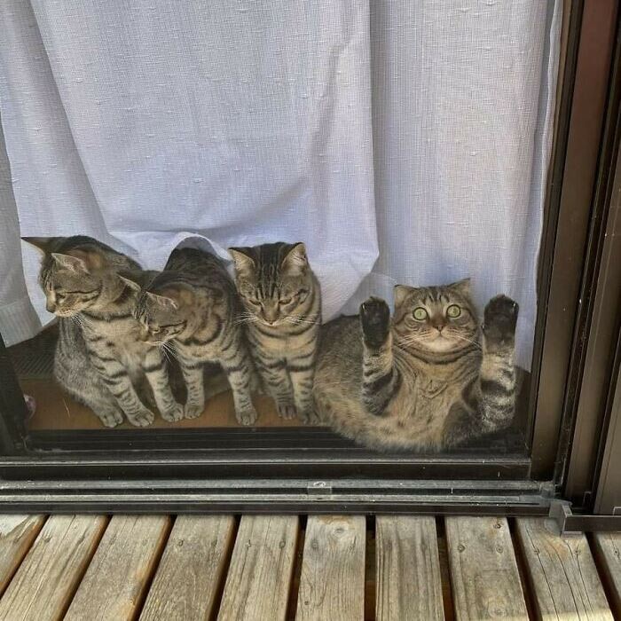"Ваша кошка сломалась — несите следующую" (24 фото)