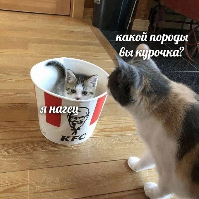 Мемы про новую породу курочек, дедушку на фотосессии, машину с кондиционером, весну и многое другое (28 фото)